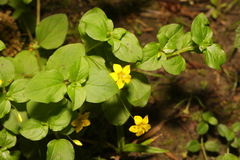Lysimachia nemorum