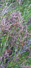 Restio sieberi