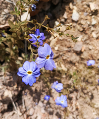 Browallia americana