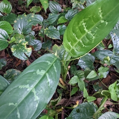 Aglaonema commutatum
