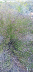 Restio sieberi