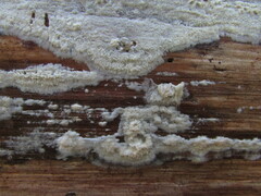 Radulomyces confluens