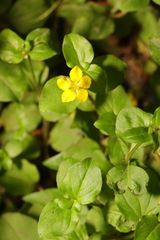 Lysimachia nemorum