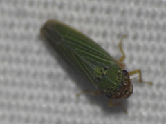 Xyphon reticulatum