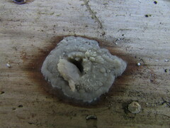 Radulomyces confluens