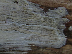 Radulomyces confluens