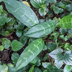 Aglaonema commutatum