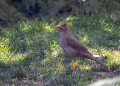 Turdus chiguanco