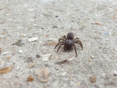 Atypus affinis