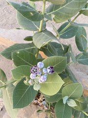 Calotropis procera