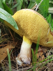 Suillus collinitus