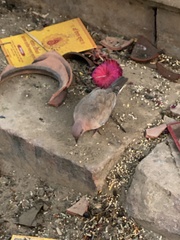 Streptopelia senegalensis