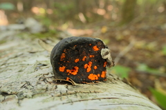 Tulasnella aurantiaca