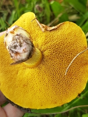Suillus collinitus