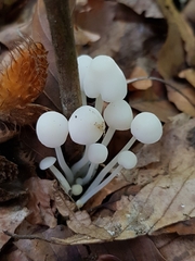 Hemimycena lactea