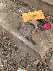 Streptopelia senegalensis