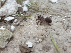 Atypus affinis