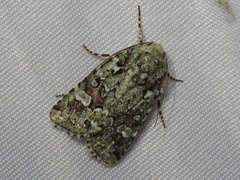 Lacinipolia laudabilis