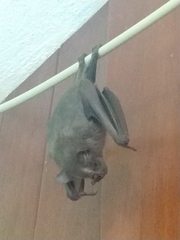 Artibeus jamaicensis