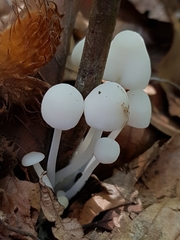 Hemimycena lactea
