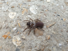 Atypus affinis