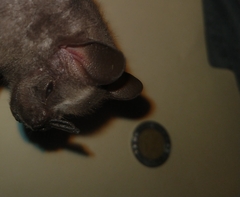 Artibeus jamaicensis