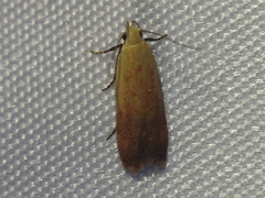 Anacampsis fullonella