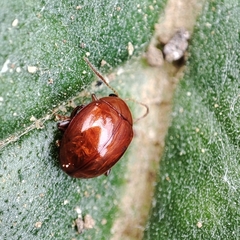 Sphaeroderma testaceum