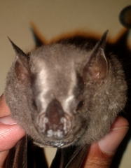 Artibeus jamaicensis