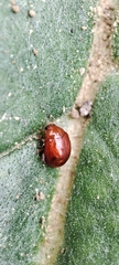 Sphaeroderma testaceum