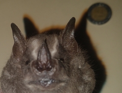 Artibeus jamaicensis