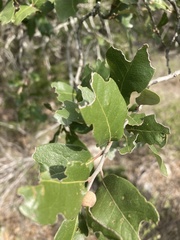 Quercus fusiformis