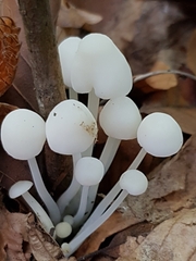 Hemimycena lactea