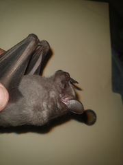 Artibeus jamaicensis