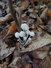 Hemimycena lactea