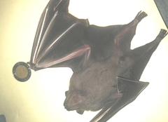 Artibeus jamaicensis