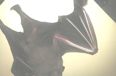 Artibeus jamaicensis