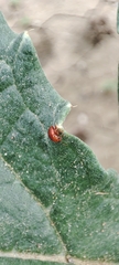Sphaeroderma testaceum