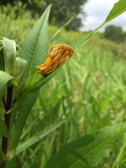 Cirrhophanus triangulifer