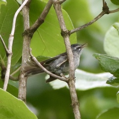 Setophaga plumbea
