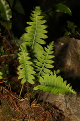 Polypodium vulgare