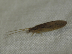 Micromus subanticus