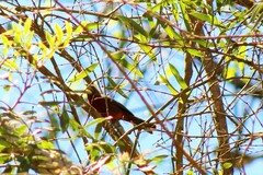 Coryphospingus cucullatus