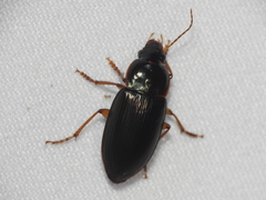 Notiobia terminata