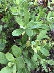 Hypericum hypericoides