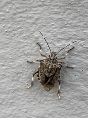 Halyomorpha halys