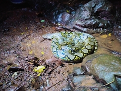 Malayopython reticulatus