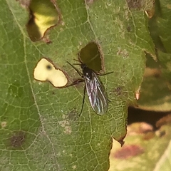 Sciaroidea