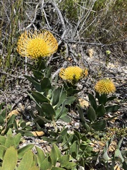 Leucospermum