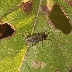 Sciaroidea